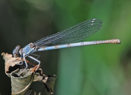 Female
14 July 2016 UT, Salt Lake Co.